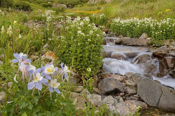 Jaynes Gallery 아티스트의 USA-Colorado Mountain wildflowers and stream작품입니다.